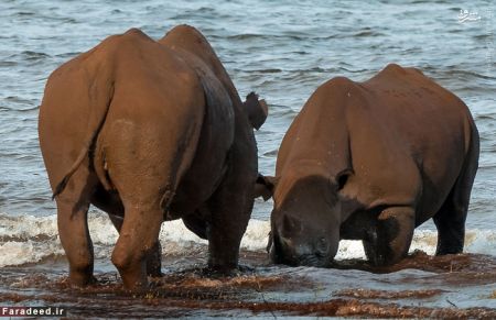 اخبارگوناگون,خبرهای گوناگون,کرگدن اخبارگوناگون,خبرهای گوناگون,کرگدن