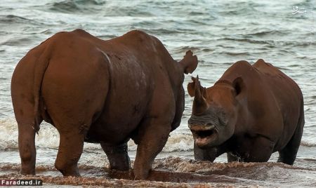 اخبارگوناگون,خبرهای گوناگون,کرگدن اخبارگوناگون,خبرهای گوناگون,کرگدن