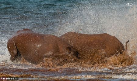 اخبارگوناگون,خبرهای گوناگون,کرگدن اخبارگوناگون,خبرهای گوناگون,کرگدن