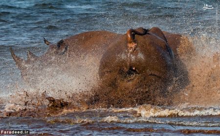 اخبارگوناگون,خبرهای گوناگون,کرگدن اخبارگوناگون,خبرهای گوناگون,کرگدن