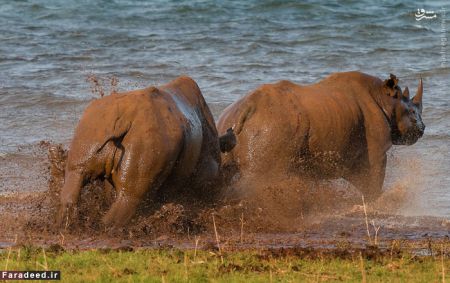 اخبارگوناگون,خبرهای گوناگون,کرگدن اخبارگوناگون,خبرهای گوناگون,کرگدن