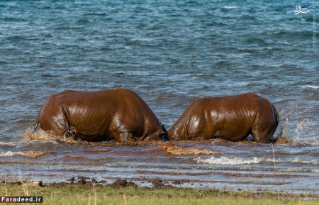 اخبارگوناگون,خبرهای گوناگون,کرگدن اخبارگوناگون,خبرهای گوناگون,کرگدن