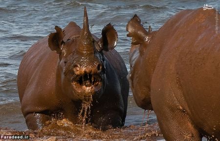 اخبارگوناگون,خبرهای گوناگون,کرگدن اخبارگوناگون,خبرهای گوناگون,کرگدن