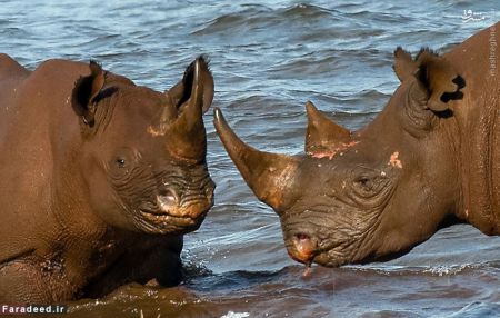 اخبارگوناگون,خبرهای گوناگون,کرگدن اخبارگوناگون,خبرهای گوناگون,کرگدن