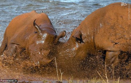 اخبارگوناگون,خبرهای گوناگون,کرگدن اخبارگوناگون,خبرهای گوناگون,کرگدن