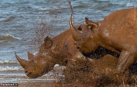 اخبارگوناگون,خبرهای گوناگون,کرگدن اخبارگوناگون,خبرهای گوناگون,کرگدن