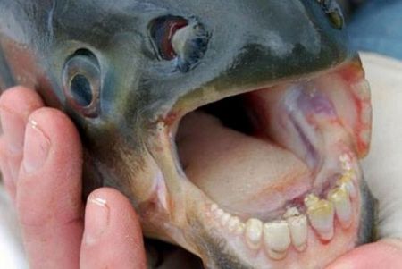 کشف ماهی با دندان های شبیه به انسان