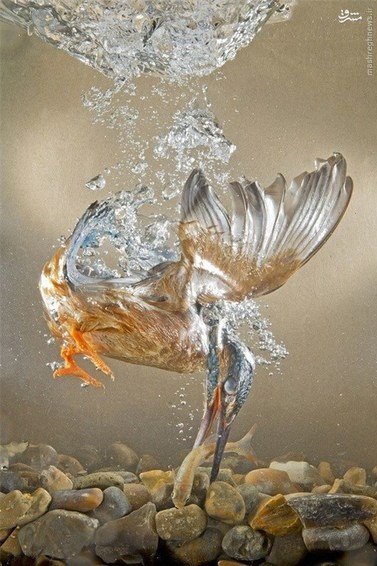 اخبارگوناگون,خبرهای گوناگون,مرغ ماهی خوار