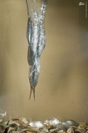 اخبارگوناگون,خبرهای گوناگون,مرغ ماهی خوار