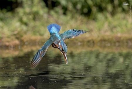 اخبارگوناگون,خبرهای گوناگون,مرغ ماهی خوار