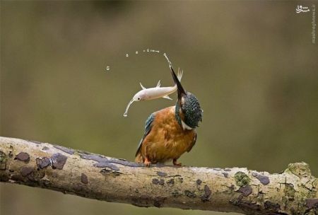 اخبارگوناگون,خبرهای گوناگون,مرغ ماهی خوار