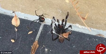 اخبار,اخبار امروز,اخبار جدید اخبار,اخبار امروز,اخبار جدید