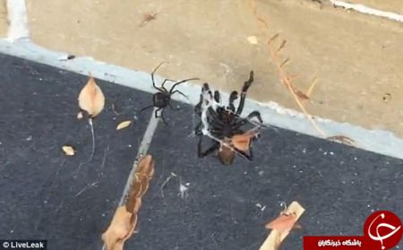 اخبار,اخبارگوناگون,درگیری دو عنکبوت خطرناک جهان اخبار,اخبارگوناگون,درگیری دو عنکبوت خطرناک جهان