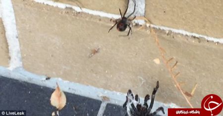 اخبار,اخبارگوناگون,درگیری دو عنکبوت خطرناک جهان اخبار,اخبارگوناگون,درگیری دو عنکبوت خطرناک جهان