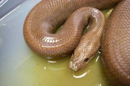 اخبار,اخبارگوناگون,زنی که مارها را شکنجه می‌داد