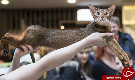 اخبارگوناگون,خبرهای گوناگون, عاشقان گربه اخبارگوناگون,خبرهای گوناگون, عاشقان گربه