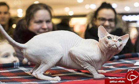 اخبارگوناگون,خبرهای گوناگون, عاشقان گربه اخبارگوناگون,خبرهای گوناگون, عاشقان گربه