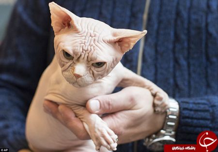 اخبارگوناگون,خبرهای گوناگون, عاشقان گربه اخبارگوناگون,خبرهای گوناگون, عاشقان گربه