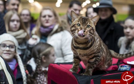 اخبارگوناگون,خبرهای گوناگون, عاشقان گربه اخبارگوناگون,خبرهای گوناگون, عاشقان گربه