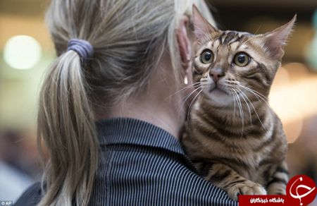 اخبارگوناگون,خبرهای گوناگون, عاشقان گربه اخبارگوناگون,خبرهای گوناگون, عاشقان گربه