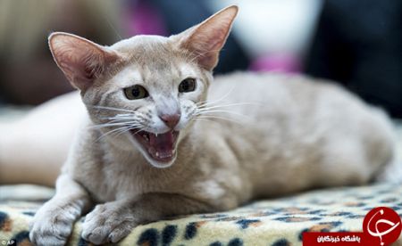 اخبارگوناگون,خبرهای گوناگون, عاشقان گربه اخبارگوناگون,خبرهای گوناگون, عاشقان گربه