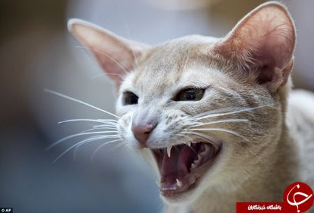 اخبارگوناگون,خبرهای گوناگون, عاشقان گربه اخبارگوناگون,خبرهای گوناگون, عاشقان گربه