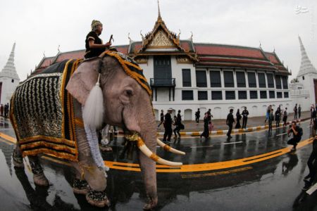 اخبارگوناگون,خبرهای گوناگون,فیل‌