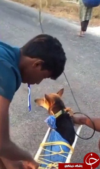 اخبارگوناگون,خبرهای گوناگون,سگ فلج