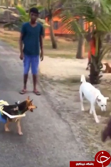 اخبارگوناگون,خبرهای گوناگون,سگ فلج