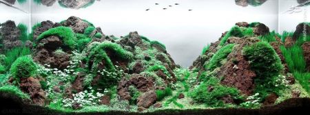 اخبارگوناگون,خبرهای گوناگون,تزئین آکواریوم