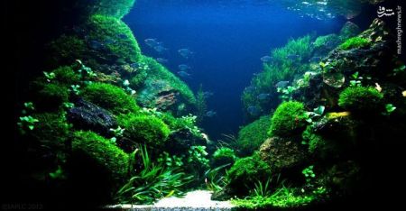 اخبارگوناگون,خبرهای گوناگون,تزئین آکواریوم