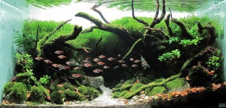 اخبارگوناگون,خبرهای گوناگون,تزئین آکواریوم