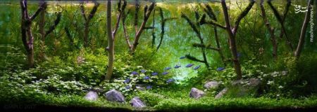 اخبارگوناگون,خبرهای گوناگون,تزئین آکواریوم