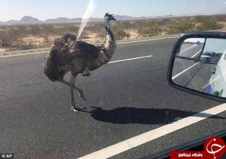 اخبارگوناگون,خبرهای گوناگون,شترمرغ 