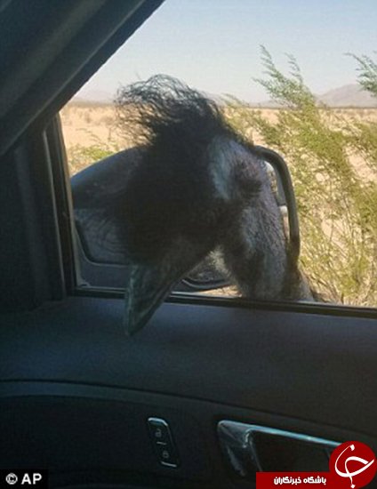 اخبارگوناگون,خبرهای گوناگون,شترمرغ 