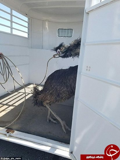 اخبارگوناگون,خبرهای گوناگون,شترمرغ 