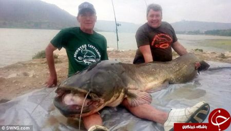 اخبارگوناگون,خبرهای گوناگون,گربه ماهی