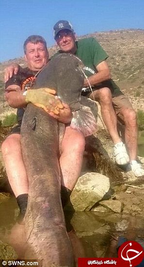 اخبارگوناگون,خبرهای گوناگون,گربه ماهی