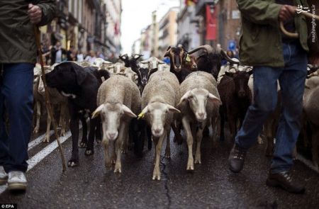 اخبارگوناگون,خبرهای گوناگون,راهپیمایی گوسفندها