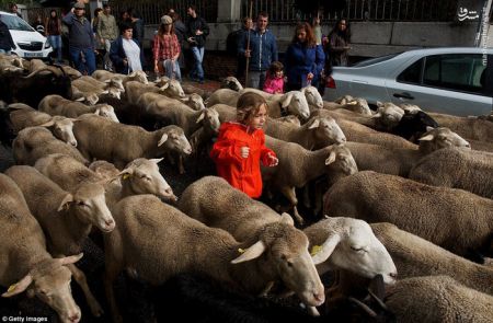 اخبارگوناگون,خبرهای گوناگون,راهپیمایی گوسفندها
