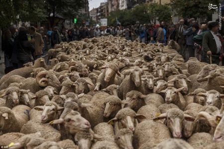 اخبارگوناگون,خبرهای گوناگون,راهپیمایی گوسفندها