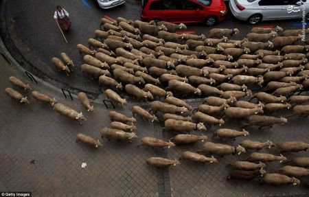 اخبارگوناگون,خبرهای گوناگون,راهپیمایی گوسفندها