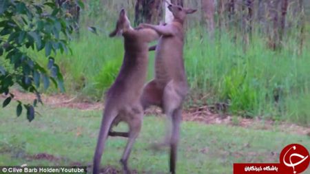 اخبارجدید,خبرهای جدید,اخبار جدید