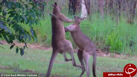 اخبارجدید,خبرهای جدید,اخبار جدید