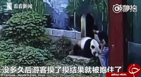 اخبارگوناگون,خبرهای گوناگون,کشتی گرفتن با پاندا