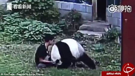 اخبارگوناگون,خبرهای گوناگون,کشتی گرفتن با پاندا