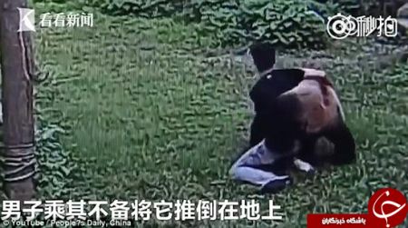 اخبارگوناگون,خبرهای گوناگون,کشتی گرفتن با پاندا