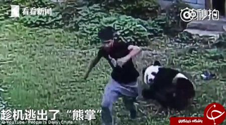 اخبارگوناگون,خبرهای گوناگون,کشتی گرفتن با پاندا