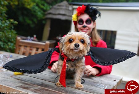 اخبارگوناگون,خبرهای گوناگون, جشن هالووین