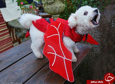 اخبارگوناگون,خبرهای گوناگون, جشن هالووین